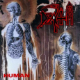 Human (DLX)